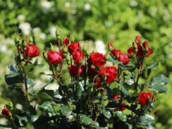 Rose 'Zepeti' ®, Stamm 30 cm, Rosa 'Zepeti' ®, Containerware