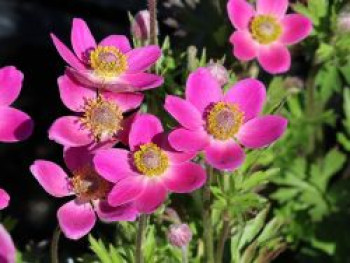 Rosen-Anemone 'Spring Beauty Pink', Anemone x lesseri 'Spring Beauty Pink', Topfware