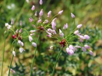Rosen-Lauch, Allium roseum, Topfware
