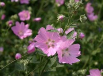 Rosen-Malve, Malva alcea, Topfware