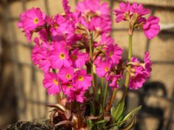 Rosen-Schlüsselblume &#8218;Gigas&#8216;, Primula rosea &#8218;Gigas&#8216;, Topfware