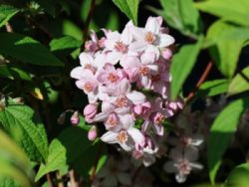 Rosendeutzie 'Mont Rose', 60-100 cm, Deutzia hybrida 'Mont Rose', Containerware