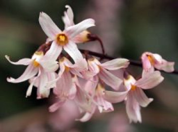 Rosenforsythie 'Roseum', 40-60 cm, Abeliophyllum distichum 'Roseum', Containerware