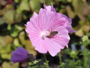 Sigmarskraut &#8218;Fastigiata&#8216;, Malva alcea &#8218;Fastigiata&#8216;, Topfware