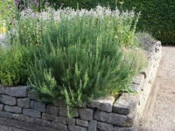 Rosmarin &#8218;Blaue Lippe&#8216;, Salvia rosmarinus / Rosmarinus officinalis &#8218;Blaue Lippe&#8216;, Topfware