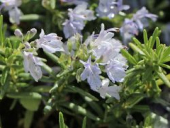 Rosmarin &#8218;Blue Rain&#8216;, Salvia rosmarinus &#8218;Blue Rain&#8216;, Topfware