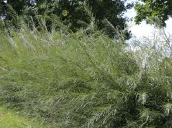 Rosmarinweide, 60-100 cm, Salix rosmarinifolia, Containerware