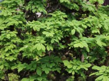 Rosskastanie 'Monstrosa', Stamm 30 cm, 30-40 cm, Aesculus hippocastanum 'Monstrosa', Stämmchen
