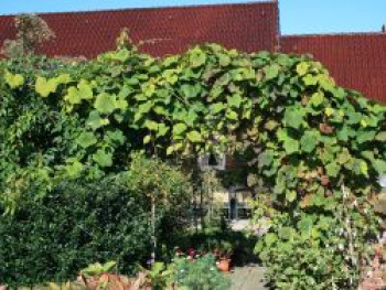 Rostrote Rebe / Scharlachwein, 100-150 cm, Vitis coignetiae, Containerware