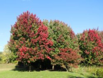 Rot-Ahorn, 100-150 cm, Acer rubrum, Containerware