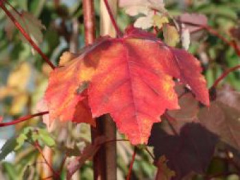 Rot-Ahorn &#8218;October Glory&#8216;, 100-125 cm, Acer rubrum &#8218;October Glory&#8216;, Containerware