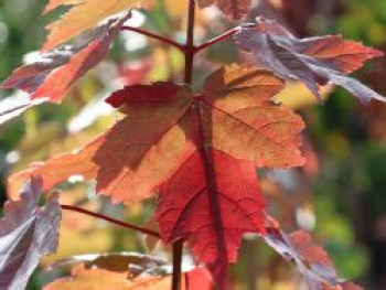 Rotahorn 'Brandywine', 80-100 cm, Acer rubrum 'Brandywine', Containerware