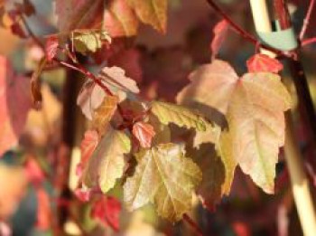 Rotahorn 'Summer Red', 80-100 cm, Acer rubrum 'Summer Red', Containerware