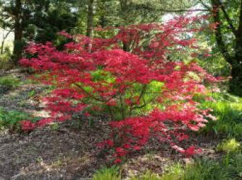 Rotaustreibender Fächerahorn 'Deshojo', 125-150 cm, Acer palmatum 'Deshojo', Containerware