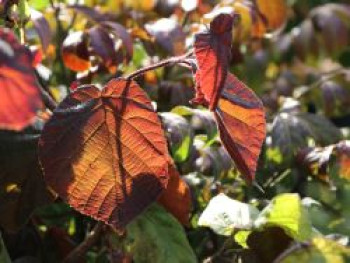 Rotblättrige Korkenzieherhasel 'Red Majestic', 40-60 cm, Corylus maxima 'Red Majestic', Containerware