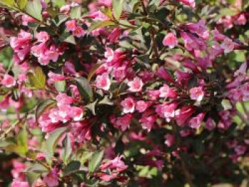 Rotblättrige Weigelie &#8218;Purpurea&#8216;, 20-30 cm, Weigela florida &#8218;Purpurea&#8216;, Containerware