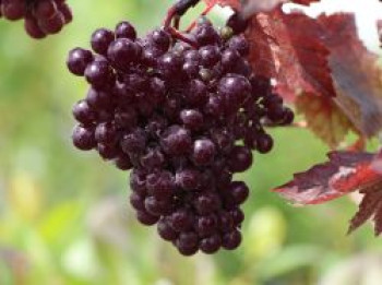 Rotblättrige Weinrebe, 60-100 cm, Vitis vinifera &#8218;Purpurea&#8216;, Containerware