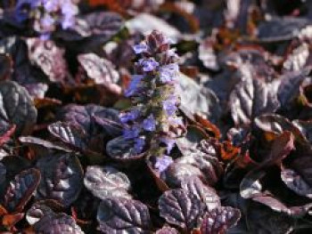 Rotblättriger Günsel 'Atropurpurea', Ajuga reptans 'Atropurpurea', Topfware