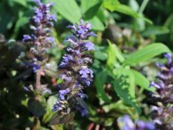 Rotblättriger Günsel  &#8218;Braunherz&#8216;, Ajuga reptans &#8218;Braunherz&#8216;, Topfware