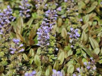 Rotblättriger Günsel &#8218;Chocolate Chip&#8216;, Ajuga reptans &#8218;Chocolate Chip&#8216;, Topfware