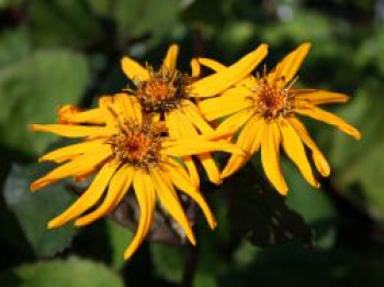 Rotblättriger Strauß Goldkolben &#8218;Moorblut&#8216;, Ligularia dentata &#8218;Moorblut&#8216;, Topfware