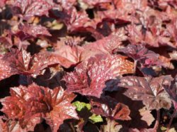 Rotblättriges Silberglöckchen 'Palace Purple', Heuchera micrantha 'Palace Purple', Containerware