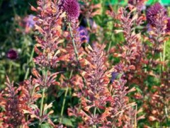 Rotblühende Duftnessel &#8218;Firebird&#8216;, Agastache barberi &#8218;Firebird&#8216;, Topfware