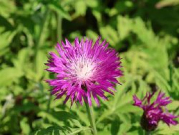 Rotblühende Flockenblume &#8218;Steenbergii&#8216;, Centaurea dealbata &#8218;Steenbergii&#8216;, Topfware