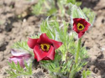 Rotblühende Küchenschelle &#8218;Röde Klokke&#8216;, Pulsatilla vulgaris &#8218;Röde Klokke&#8216;, Topfware