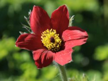 Rotblühende Kuhschelle 'Rubra', Pulsatilla vulgaris 'Rubra', Topfware XL
