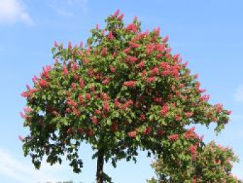 Rotblühende Roßkastanie / Edelkastanie, 10-20 cm, Aesculus carnea 'Briotii', Topfware
