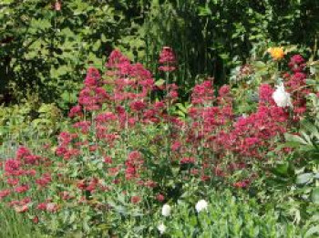 Rotblühende Spornblume &#8218;Coccineus&#8216;, Centranthus ruber &#8218;Coccineus&#8216;, Topfware