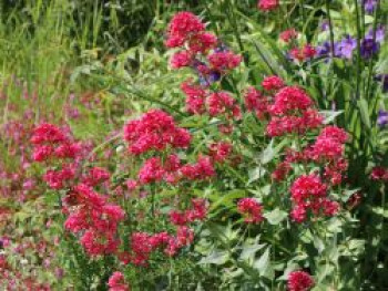 Rotblühende Spornblume &#8218;Rosenrot&#8216;, Centranthus ruber &#8218;Rosenrot&#8216;, Topfware