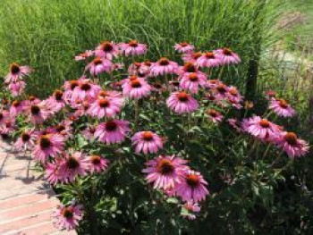 Rotblühender Scheinsonnenhut 'Magnus', Echinacea purpurea 'Magnus', Containerware