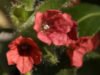 Rotblühendes Lungenkraut, Pulmonaria rubra, Topfware