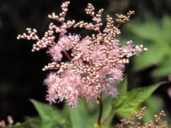 Rotblühendes Mädesüß &#8218;Elegans&#8216;, Filipendula purpurea &#8218;Elegans&#8216;, Topfware