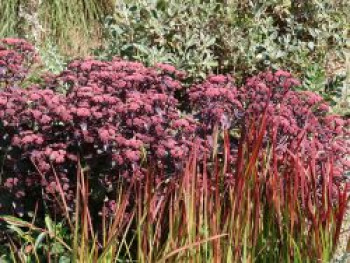 Rotbraunblättriges Fettblatt &#8218;Xenox&#8216;, Sedum telephium &#8218;Xenox&#8216;, Topfware