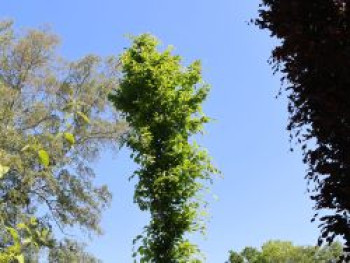 Rotbuche 'Callista', 125-150 cm, Fagus sylvatica 'Callista', Containerware