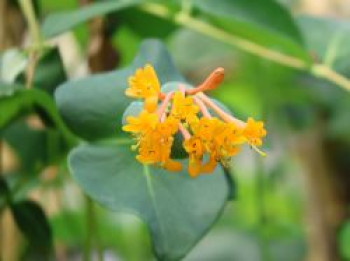 Rote Geißschlinge 'Golden Trumpet', 60-100 cm, Lonicera brownii 'Golden Trumpet', Containerware