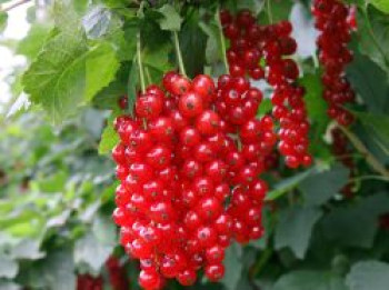 Rote Johannisbeere 'Detvan', 30-40 cm, Ribes rubrum 'Detvan', Containerware