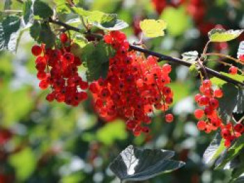 Rote Johannisbeere 'Jonkheer van Tets', 100-125 cm, Ribes rubrum 'Jonkheer van Tets', Containerware