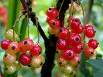 Rote Johannisbeere, 40-60 cm, Ribes rubrum, Containerware