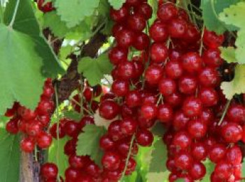 Rote Johannisbeere 'Rolan', 20-30 cm, Ribes rubrum 'Rolan', Containerware