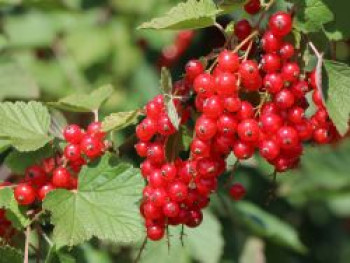 Rote Johannisbeere &#8218;Rondom&#8216;, 30-40 cm, Ribes rubrum &#8218;Rondom&#8216;, Containerware