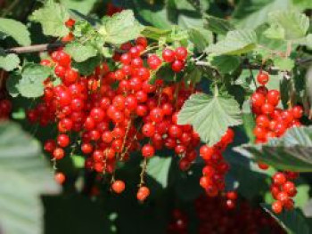 Rote Johannisbeere 'Rosetta', 20-30 cm, Ribes rubrum 'Rosetta', Containerware