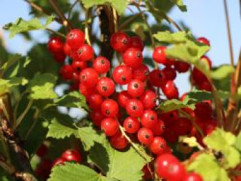 Rote Johannisbeere 'Rotet', 30-40 cm, Ribes rubrum 'Rotet', Containerware