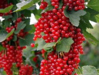 Rote Johannisbeere 'Rovada', 15-20 cm, Ribes rubrum 'Rovada', Containerware