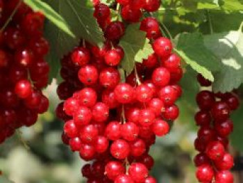 Rote Johannisbeere &#8218;Stanza&#8216;, 30-40 cm, Ribes rubrum &#8218;Stanza&#8216;, Containerware