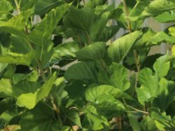 Maulbeere 'Ritthaler Pfälzer', 60-100 cm, Morus alba x rubra 'Ritthaler Pfälzer', Containerware
