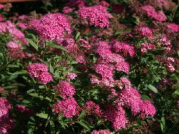 Rote Sommerspiere 'Anthony Waterer', 15-20 cm, Spiraea bumalda 'Anthony Waterer', Containerware